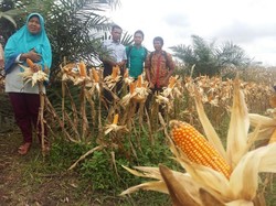 Kementan: Impor Jagung Turun Selama Januari-Mei 2016