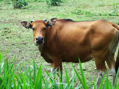 Penampakan Jaliteng, Sapi Unik dari Prigen