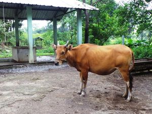 Kementan Targetkan 2 Juta Sapi Bunting dengan Inseminasi Buatan Kementan Targetkan 2 Juta Sapi Bunting dengan Inseminasi Buatan