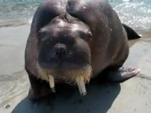 Seorang Pria Tewas Akibat Selfie dengan Anjing Laut