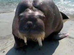 Seorang Pria Tewas Akibat Selfie dengan Anjing Laut