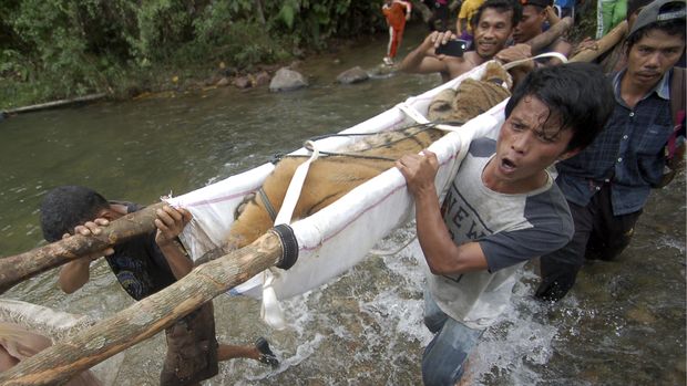 Kisah Nadia, Harimau Pertama yang Jalani Uji Covid-19