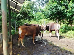 Mentan: Swasembada Sapi Rumusnya Sederhana