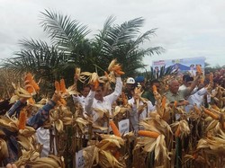 Mentan Sebut Impor Jagung Turun 50%