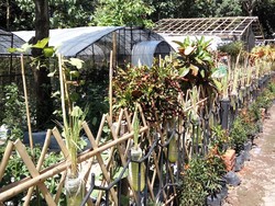 Menengok Cantiknya Kebun E-Park di Banyuwangi