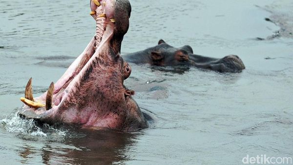 10 Penampakan Hewan Terbesar di Dunia, Ada yang Beratnya Capai 190 Ton