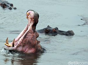 Serudukan Maut Kuda Nil, 6 Mayat Ditemukan Lagi dari Kapal Terbalik Serudukan Maut Kuda Nil, 6 Mayat Ditemukan Lagi dari Kapal Terbalik