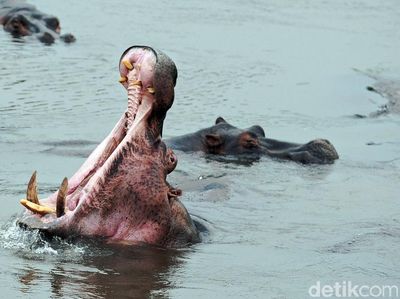 10 Penampakan Hewan Terbesar di Dunia, Ada yang Beratnya Capai 190 Ton