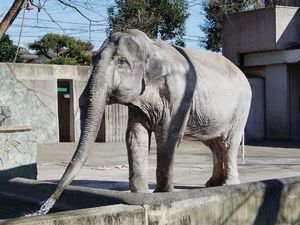 Duka Jepang untuk Hanako, Gajah Tertua yang Mati di Usia 69 Tahun