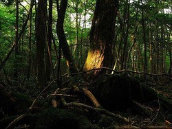 Dihukum dengan Ditinggal di Hutan, Anak Jepang Berusia 7 Tahun Malah Hilang