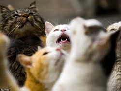 Jempol Digigit Kucing, Pria Ini Alami Infeksi Bakteri dan Meninggal