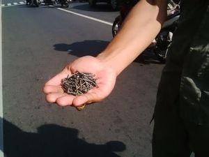 Petugas Satpol PP Temukan Banyak Ranjau Paku di Jalan Merdeka Utara