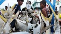 Aktivitas Bongkar Muat Ikan di Muara Angke