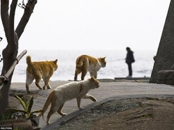 Berpotensi Tularkan Toksoplasma, Pelihara Kucing Bisa Bikin Wanita Mandul?