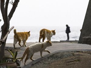 Berpotensi Tularkan Toksoplasma, Pelihara Kucing Bisa Bikin Wanita Mandul? Berpotensi Tularkan Toksoplasma, Pelihara Kucing Bisa Bikin Wanita Mandul?