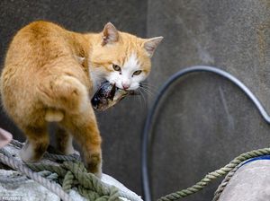 Apa Benar Kucing Oranye Suka Berperilaku Aneh? Begini Penjelasan Ilmiahnya