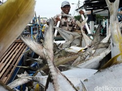 RI Punya Laut Luas Tapi Masih Impor Ikan, Ini Alasannya