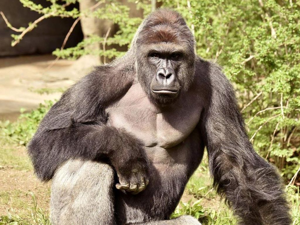 Gorila Ditembak Mati Demi Selamatkan Bocah, Publik AS Marah