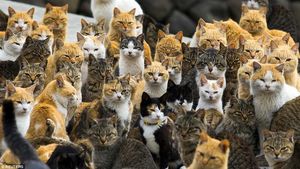 Potret Pulau Jepang yang Dikuasai Kucing