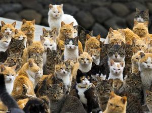 Potret Pulau Jepang yang Dikuasai Kucing