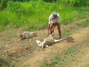 Dinas Peternakan Banyuwangi: Domba Mati Diduga Serangan Anjing Liar