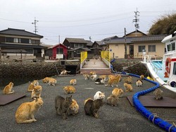 Studi: Jika Dekat dengan Hewan, Anak Lebih Jarang Terkena Asma