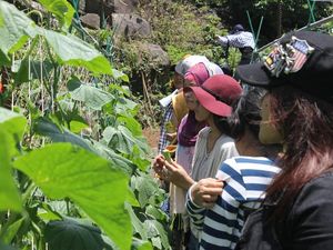 Ketika TKI di Taiwan Belajar Bertani Organik