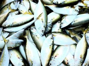 Proporsionalitas Perizinan dan Pungutan Hasil Perikanan