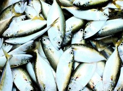 Proporsionalitas Perizinan dan Pungutan Hasil Perikanan