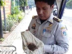 Dishub DKI Terus Keliling Jakarta Mencari Ranjau Paku, Begini Penampakannya