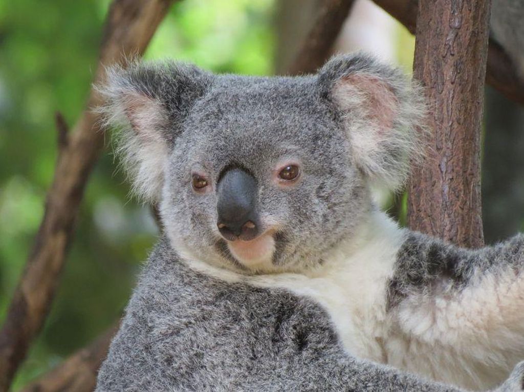 Kebakaran Hutan di Australia Ancam Kematian Ratusan Koala