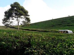 RI Masih Impor Teh Kelas Premium