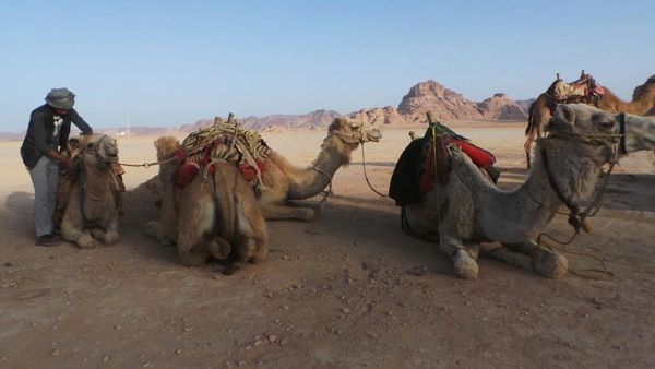 Ini Rasanya Naik Unta di Gurun Pasir