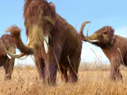 Masih Utuh! Mumi Bayi Mammoth Berusia 35.000 Tahun Ditemukan di Kanada