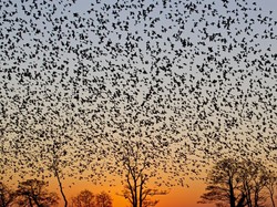 Membangkitkan Martha dari Kematian