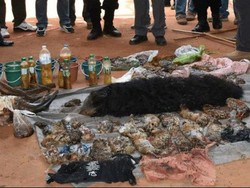 Puluhan Bayi Harimau Mati Ditemukan di Kuil di Thailand