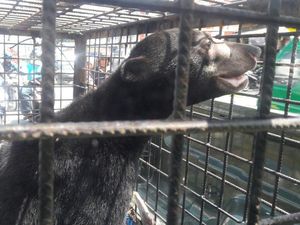 Mangsa Ternak Warga, Seekor Beruang Liar Diamankan BKSDA Riau