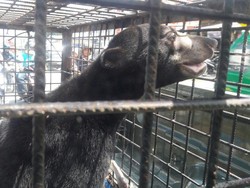 Mangsa Ternak Warga, Seekor Beruang Liar Diamankan BKSDA Riau