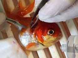 Ikan Mas Koki Bernama Nemo ini Menderita Tumor dan Sukses Dioperasi