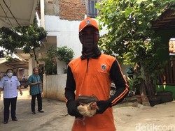 6 Ekor Unggas Milik Warga Ciracas Mati Mendadak karena Terjangkit Flu Burung