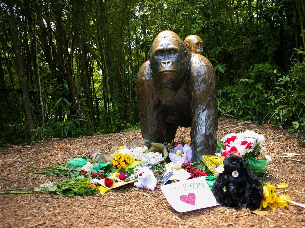Gorila Ditembak Mati Demi Selamatkan Bocah, Ibu Si Anak Tak Dijerat Pidana