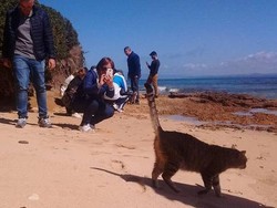 Pantai di Italia Ini Populer Gara-gara Banyak Kucing