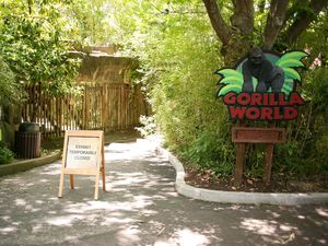 Gorila Ditembak Mati Demi Selamatkan Bocah AS, Ini Kata Donald Trump