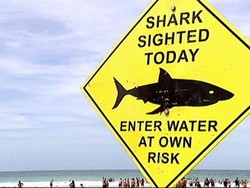 Seekor Hiu Gigit Kaki Peselancar Hingga Putus