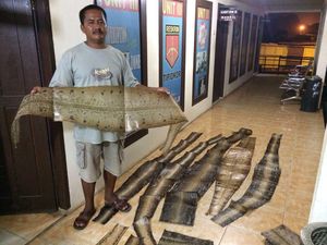 Polisi Tangkap Pria di Pelalawan Riau yang Miliki 265 Kulit Ular Kering