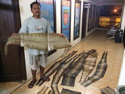 Polisi Tangkap Pria di Pelalawan Riau yang Miliki 265 Kulit Ular Kering