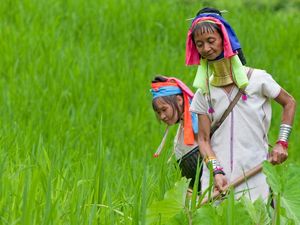 Bertemu Wanita Berleher Panjang di Thailand