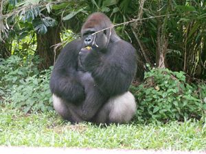 Sambut Libur Nataru, TM Ragunan Punya Gorilla Feeding-Trek Joging Baru