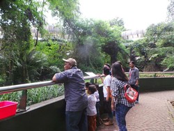 Cara Mengawasi Anak di Ragunan Agar Tak Nyasar ke Kandang Gorila