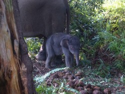 Kasihan, Anak Gajah Berumur Setahun Ini Tertinggal Rombongan Induknya